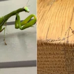 Exotic praying mantises have bred in Britain for the first time ever - with ten tiny predators spotted by a sharp-eyed schoolboy near an open window in Cornwall.