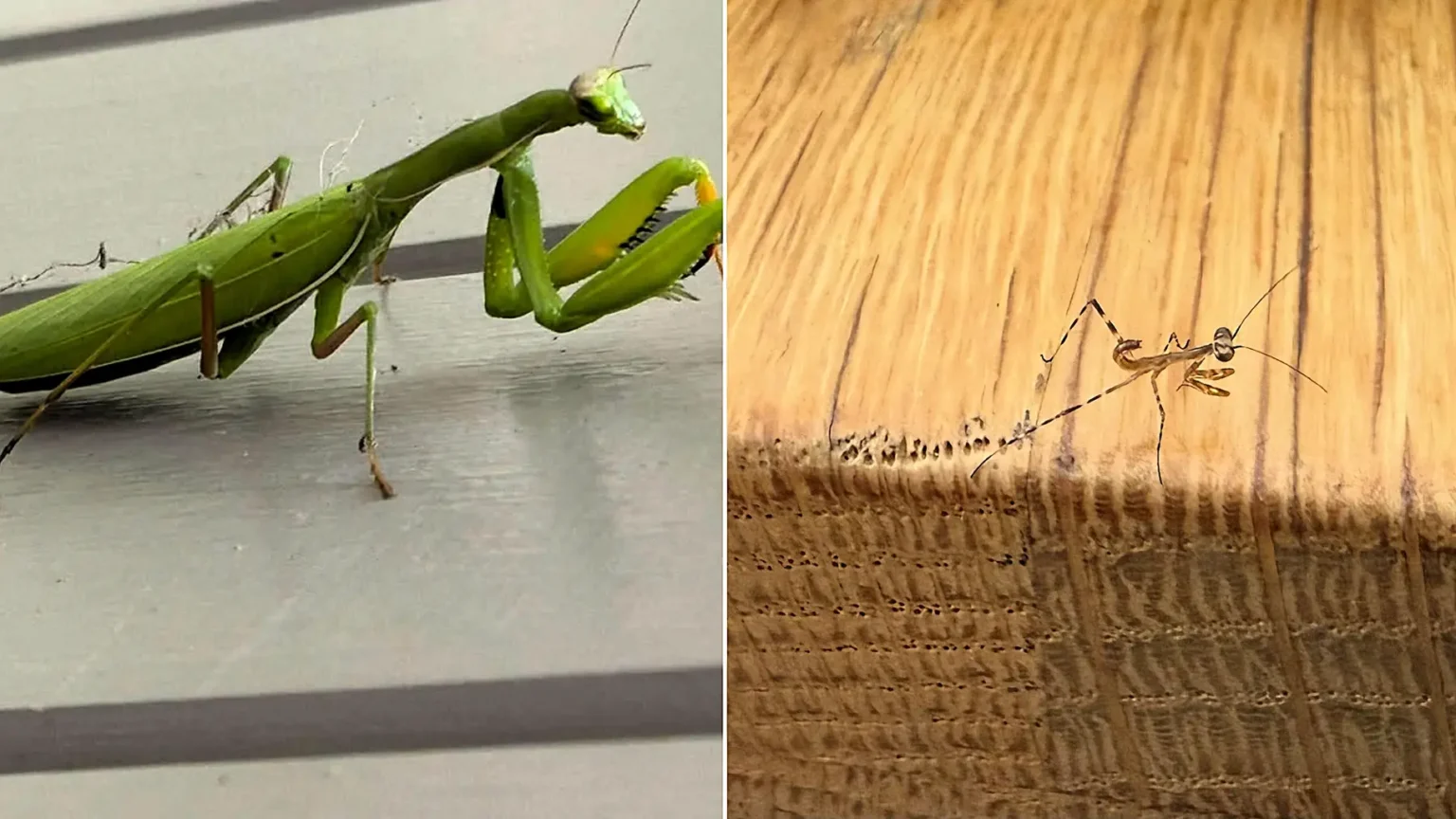 Exotic praying mantises have bred in Britain for the first time ever - with ten tiny predators spotted by a sharp-eyed schoolboy near an open window in Cornwall.