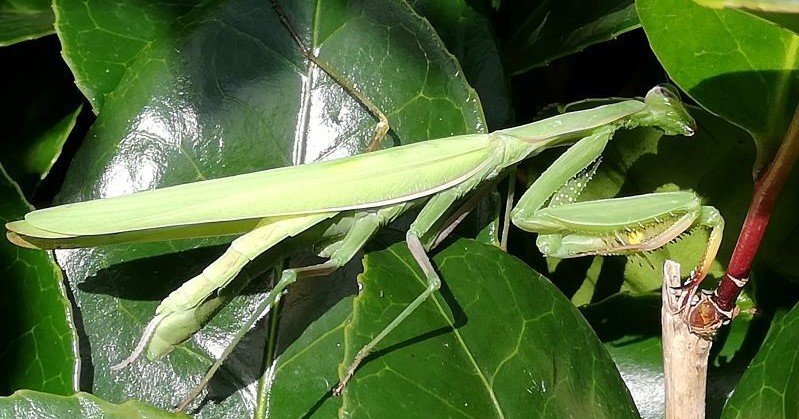Exotic praying mantises have bred in Britain for the first time ever - with ten tiny predators spotted by a sharp-eyed schoolboy near an open window in Cornwall.