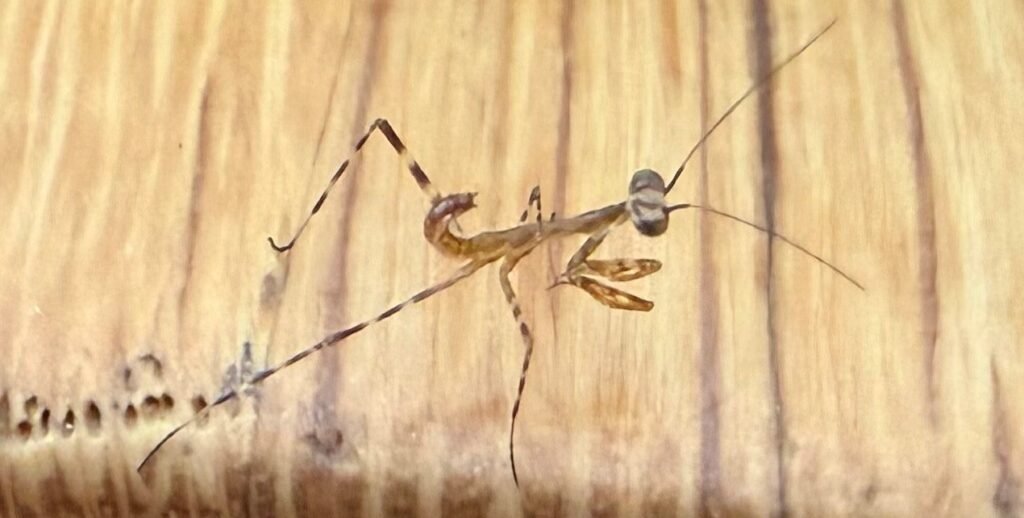 Exotic praying mantises have bred in Britain for the first time ever - with ten tiny predators spotted by a sharp-eyed schoolboy near an open window in Cornwall.