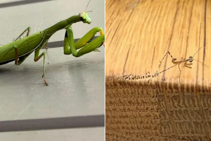 Exotic praying mantises have bred in Britain for the first time ever - with ten tiny predators spotted by a sharp-eyed schoolboy near an open window in Cornwall.