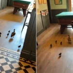 Family of ducks waddle into a pub and set up camp in the pool room - and staff are baffled because there is no water anywhere nearby.
