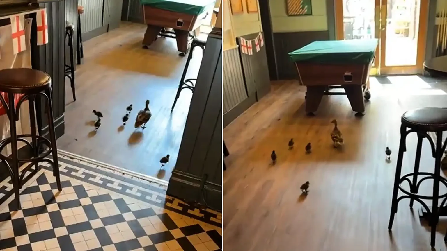 Family of ducks waddle into a pub and set up camp in the pool room - and staff are baffled because there is no water anywhere nearby.