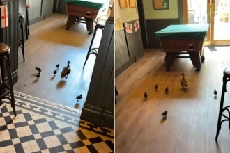 Family of ducks waddle into a pub and set up camp in the pool room - and staff are baffled because there is no water anywhere nearby.