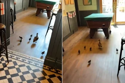 Family of ducks waddle into a pub and set up camp in the pool room - and staff are baffled because there is no water anywhere nearby.