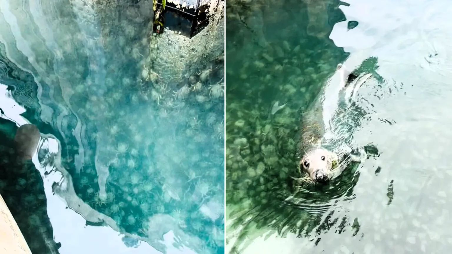 A fisherman was left stunned after thousands of giant spider crabs mysteriously appeared overnight, carpeting the floor of a popular harbour in Newquay.