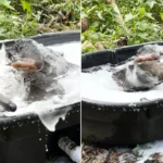 Jerry the giant anteater has gone viral with 1.4m views after footage of him enjoying a bubble bath at a Hawaii zoo captured his adorable grooming routine.