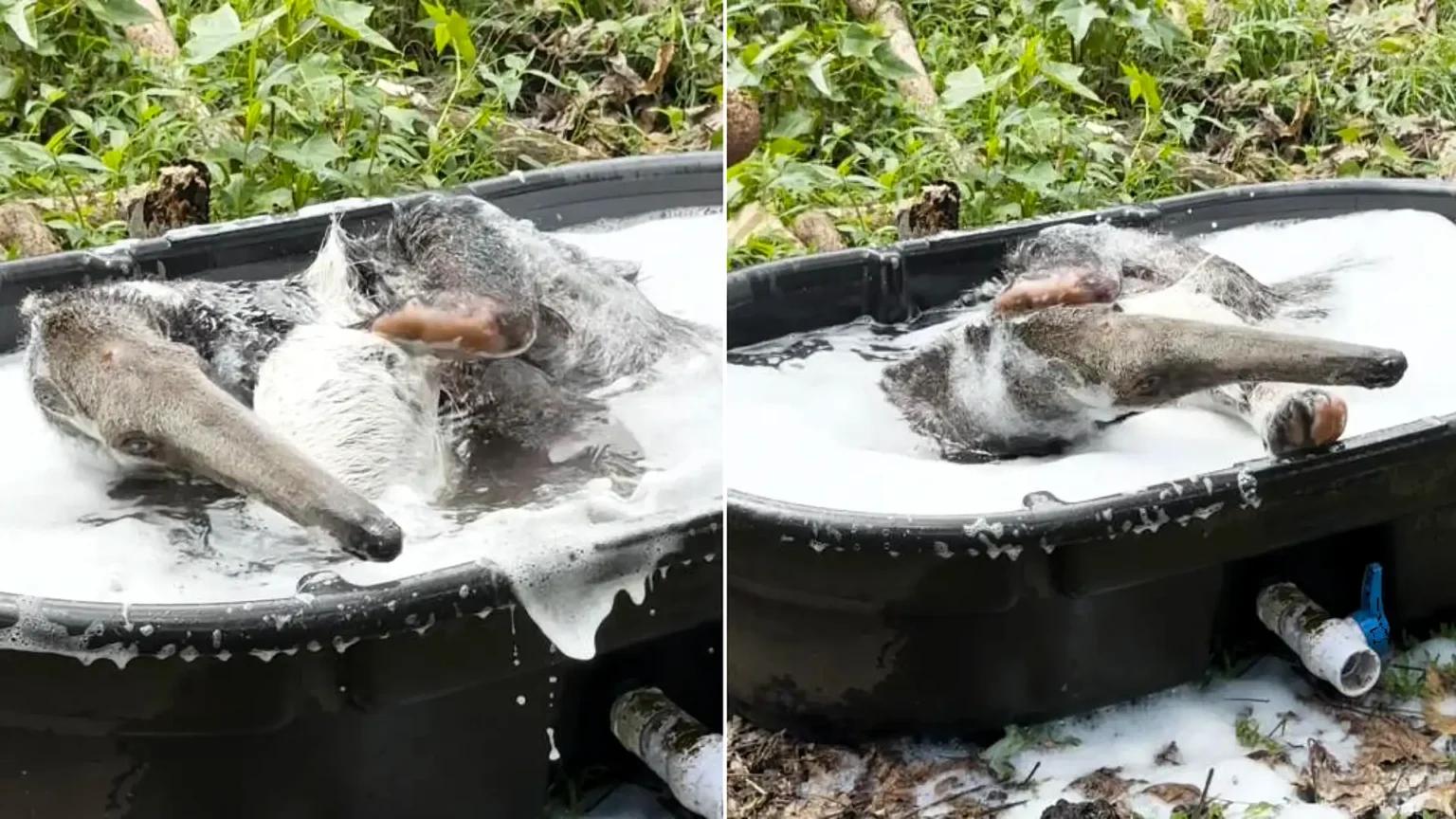 Jerry the giant anteater has gone viral with 1.4m views after footage of him enjoying a bubble bath at a Hawaii zoo captured his adorable grooming routine.
