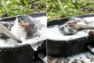 Jerry the giant anteater has gone viral with 1.4m views after footage of him enjoying a bubble bath at a Hawaii zoo captured his adorable grooming routine.