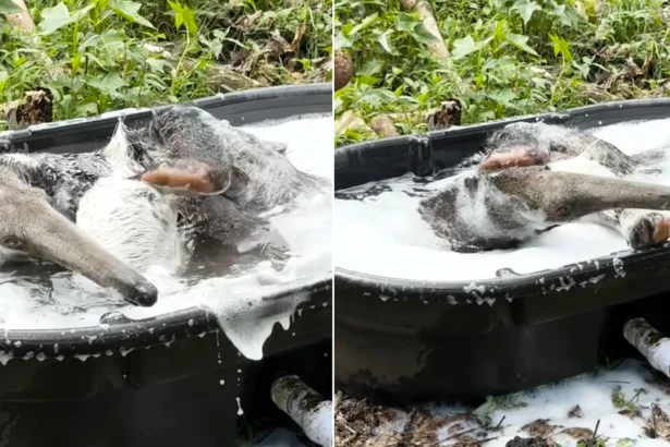 Jerry the giant anteater has gone viral with 1.4m views after footage of him enjoying a bubble bath at a Hawaii zoo captured his adorable grooming routine.