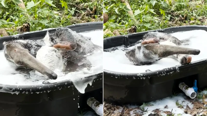 Jerry the giant anteater has gone viral with 1.4m views after footage of him enjoying a bubble bath at a Hawaii zoo captured his adorable grooming routine.