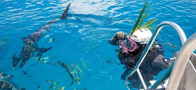 Great white sharks are already lurking in British waters and more could be on the way, a marine biologist has warned - with photographic proof just a matter of time.