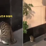 Hapless cat had to be rescued by firefighters wielding an axe after getting its head wedged in a roadside mouse hole - and it fled in embarrassment once free.