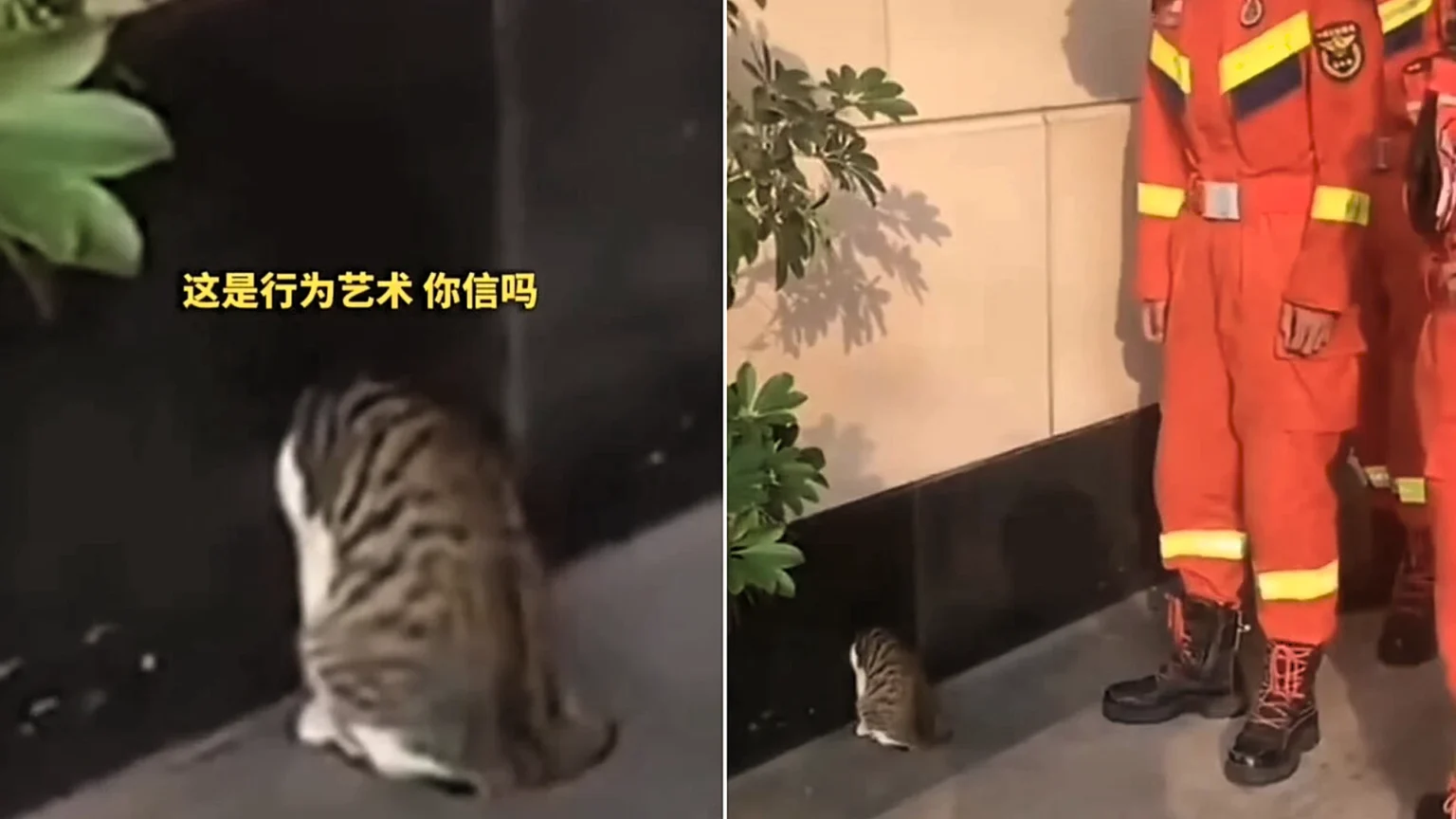 Hapless cat had to be rescued by firefighters wielding an axe after getting its head wedged in a roadside mouse hole - and it fled in embarrassment once free.
