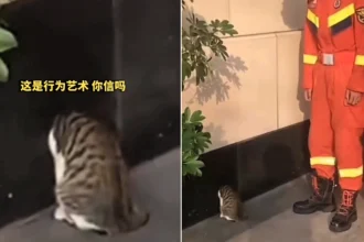Hapless cat had to be rescued by firefighters wielding an axe after getting its head wedged in a roadside mouse hole - and it fled in embarrassment once free.