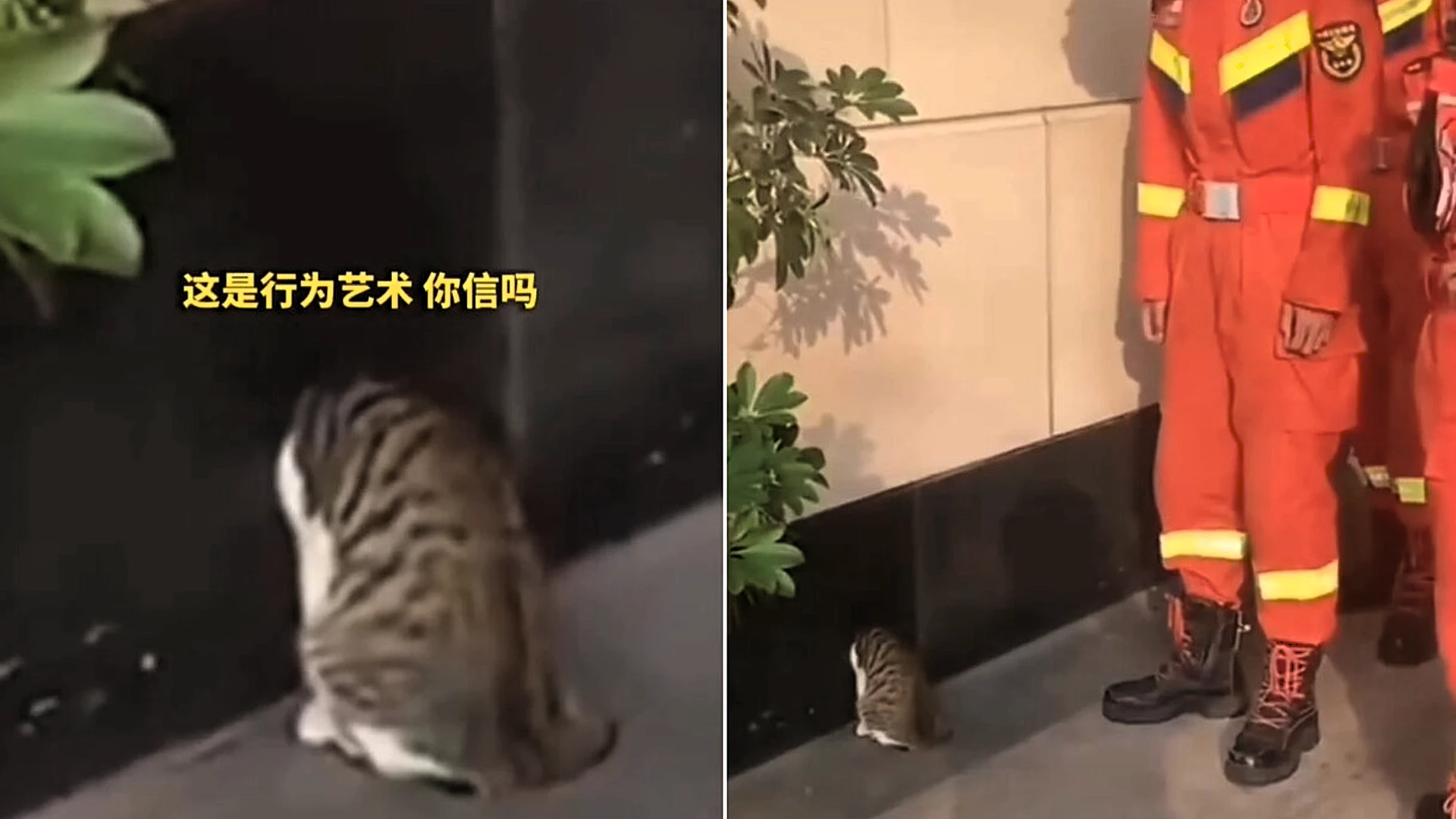 Hapless cat had to be rescued by firefighters wielding an axe after getting its head wedged in a roadside mouse hole - and it fled in embarrassment once free.