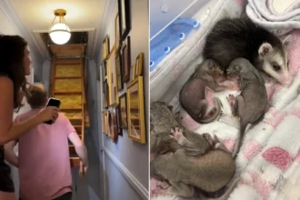 A mum was stunned when a mystery chirping she thought was her toddler's toy turned out to be four baby squirrels living in her attic - with one falling on the carpet.