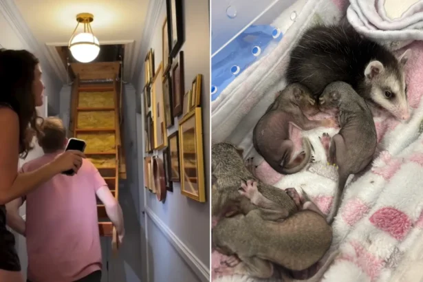 A mum was stunned when a mystery chirping she thought was her toddler's toy turned out to be four baby squirrels living in her attic - with one falling on the carpet.