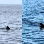 A monster shark believed to measure more than 25ft long has been spotted patrolling the waters off the Isle of Man - leaving stunned onlookers with jaws on the deck.