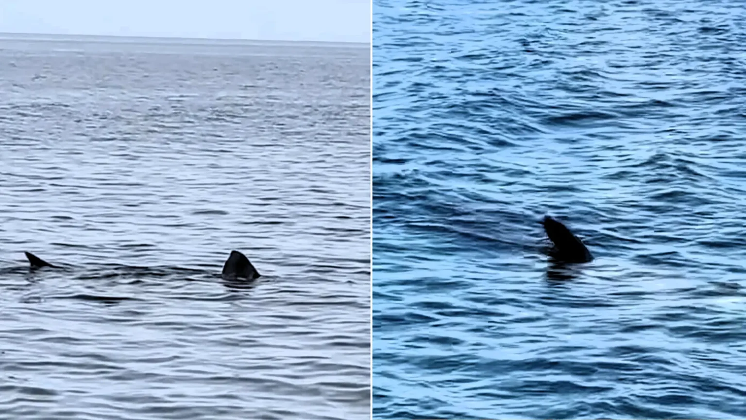 A monster shark believed to measure more than 25ft long has been spotted patrolling the waters off the Isle of Man - leaving stunned onlookers with jaws on the deck.