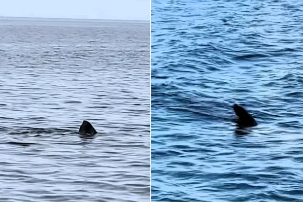 A monster shark believed to measure more than 25ft long has been spotted patrolling the waters off the Isle of Man - leaving stunned onlookers with jaws on the deck.