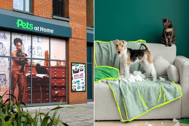 Pets at Home has launched its own pet insurance service offering lifetime veterinary fee cover of up to £15,000 - with qualifying dental treatment included across three levels.