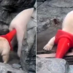 A cute polar bear cub has been filmed charging around his enclosure with a traffic cone stuck on his head - before accidentally poking his mum in the bum.