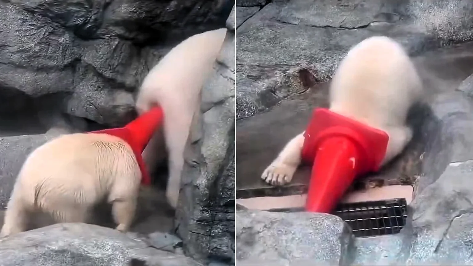 A cute polar bear cub has been filmed charging around his enclosure with a traffic cone stuck on his head - before accidentally poking his mum in the bum.