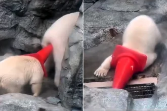 A cute polar bear cub has been filmed charging around his enclosure with a traffic cone stuck on his head - before accidentally poking his mum in the bum.