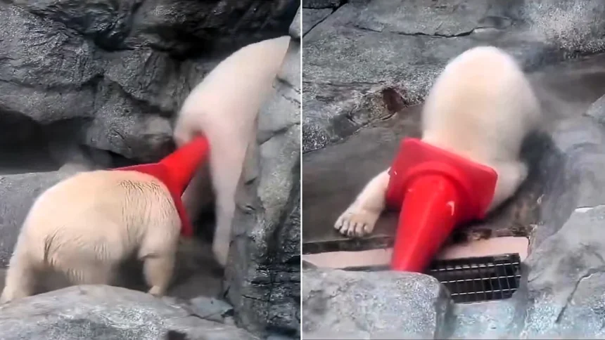 A cute polar bear cub has been filmed charging around his enclosure with a traffic cone stuck on his head - before accidentally poking his mum in the bum.