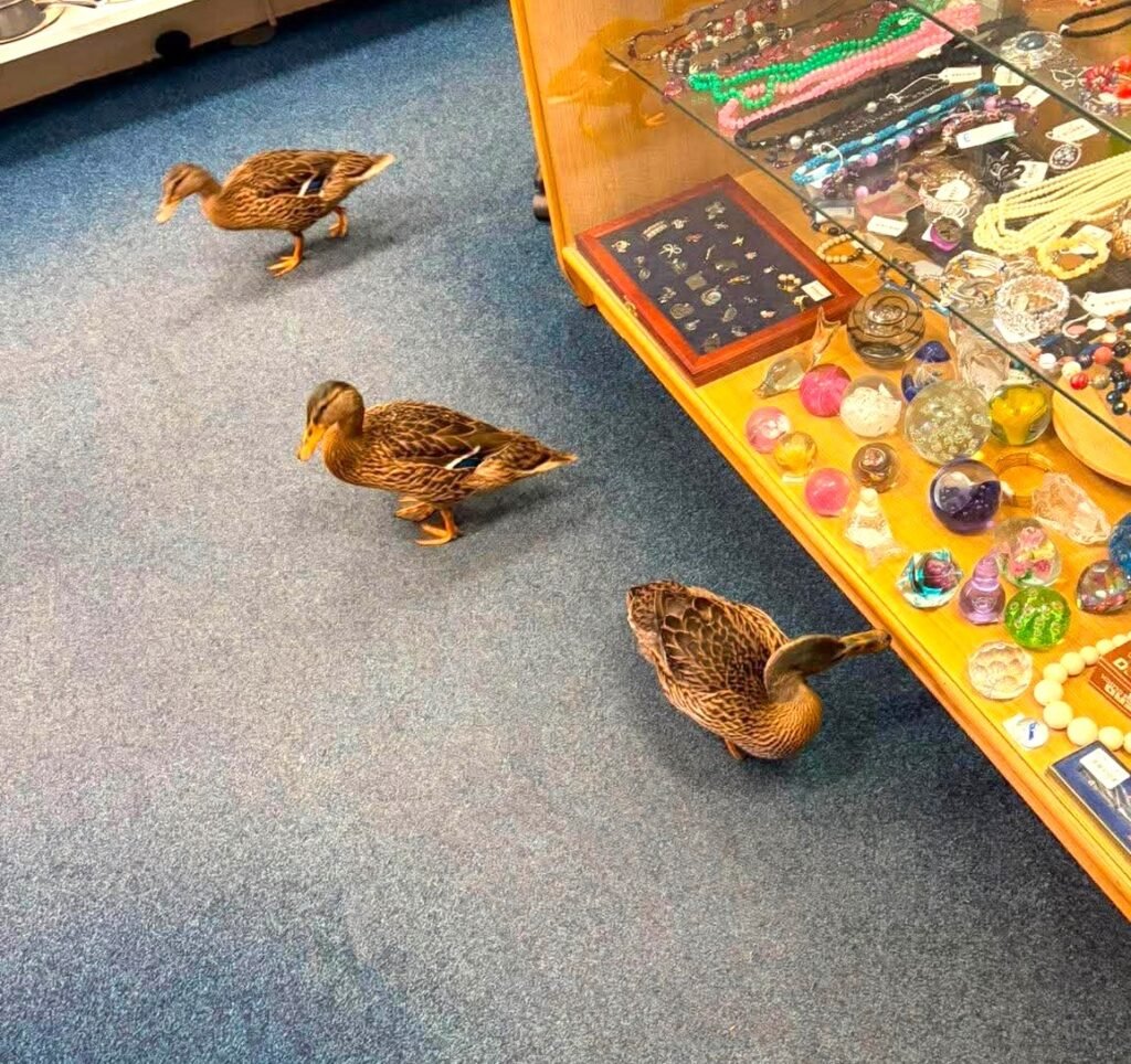 Six ducks browse charity shop bargains before waddling off
