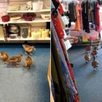 Six ducks browse charity shop bargains before waddling off
