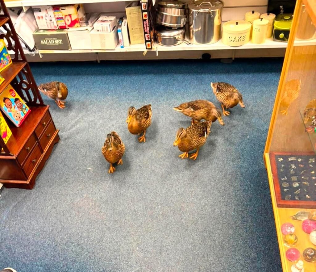 Six ducks browse charity shop bargains before waddling off