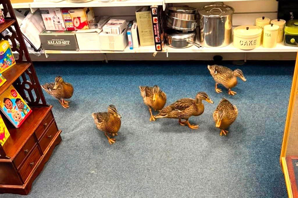 Six ducks browse charity shop bargains before waddling off