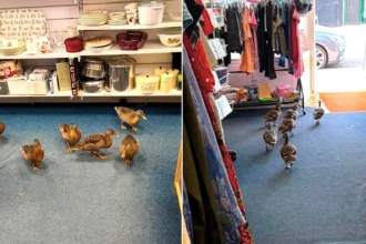 Six ducks browse charity shop bargains before waddling off