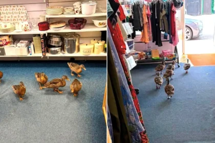 Six ducks browse charity shop bargains before waddling off