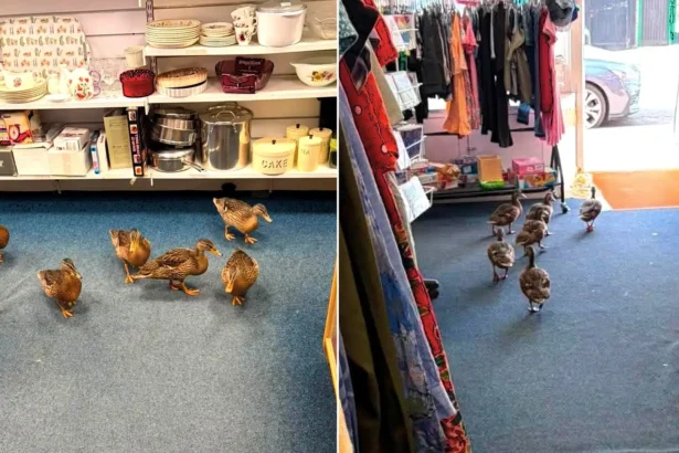 Six ducks browse charity shop bargains before waddling off