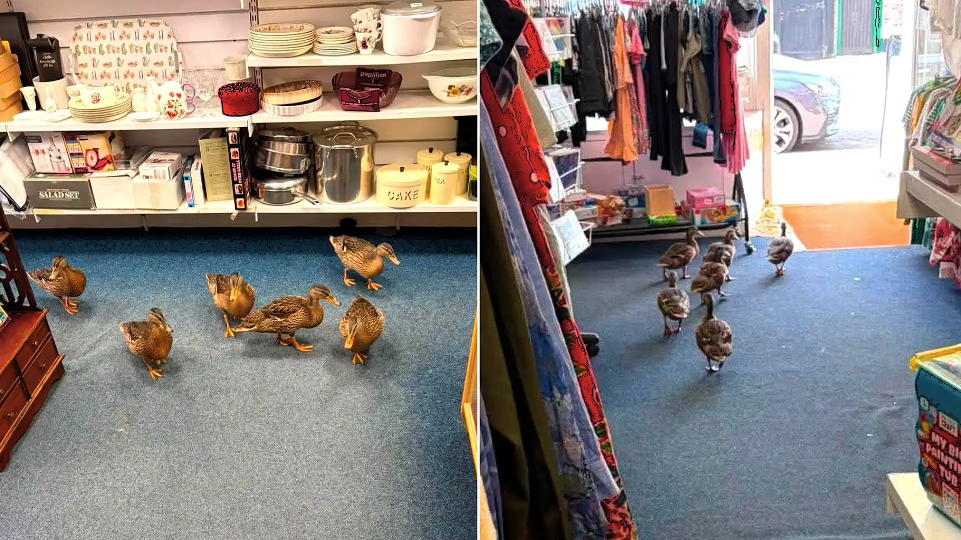 Six ducks browse charity shop bargains before waddling off