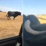 A raging bull charged at a moving car and smashed its horn through the window - before sprinting alongside the vehicle with its horn caught on the frame.