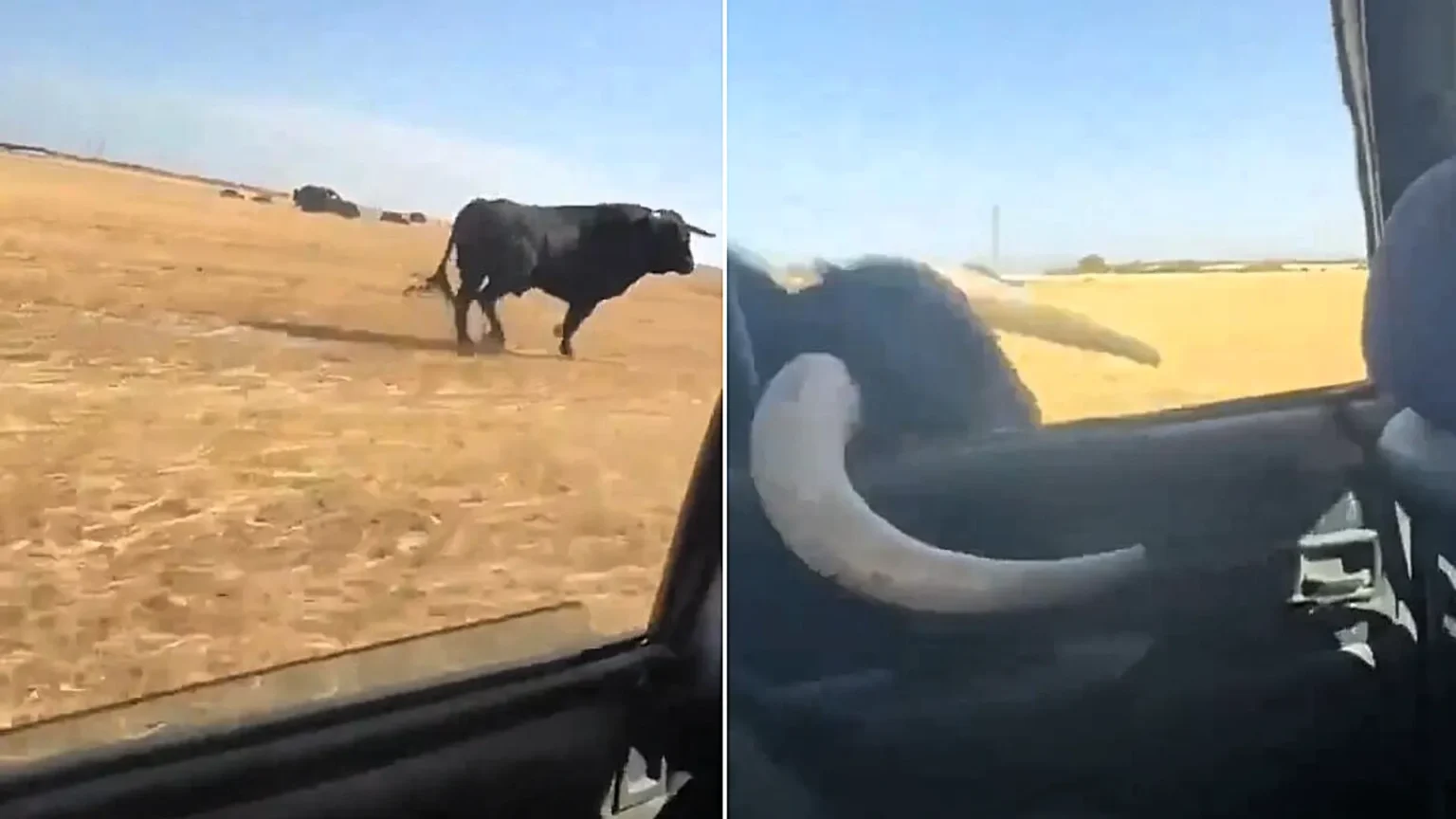 A raging bull charged at a moving car and smashed its horn through the window - before sprinting alongside the vehicle with its horn caught on the frame.
