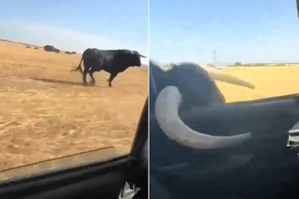A raging bull charged at a moving car and smashed its horn through the window - before sprinting alongside the vehicle with its horn caught on the frame.