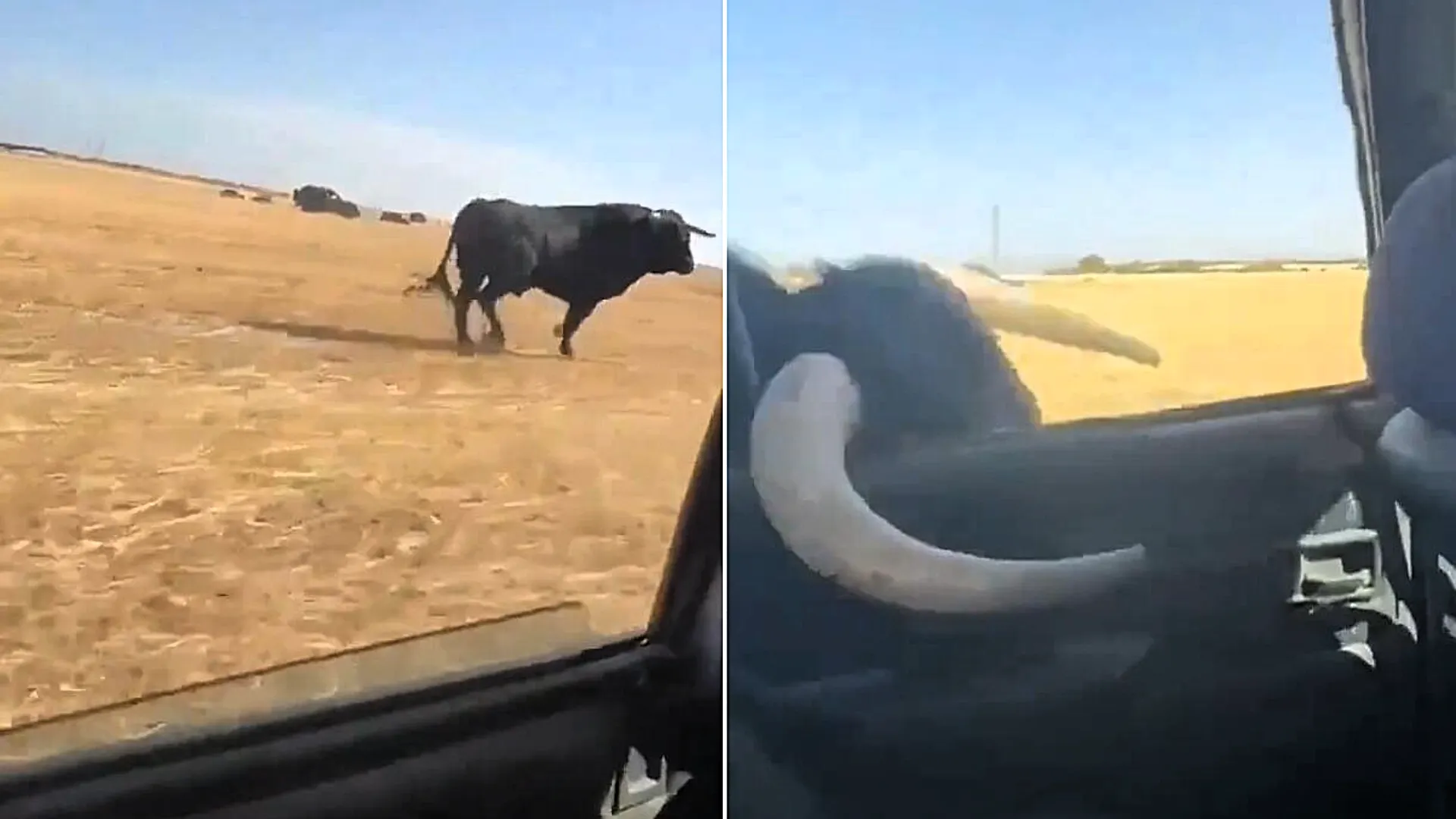Raging bull charges at moving car before smashing its HORN through window