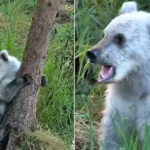 A rare silver-furred bear cub has become the surprise star of a wildlife livestream, with its striking pale coat leaving viewers wondering if it's a 'pizzly'.