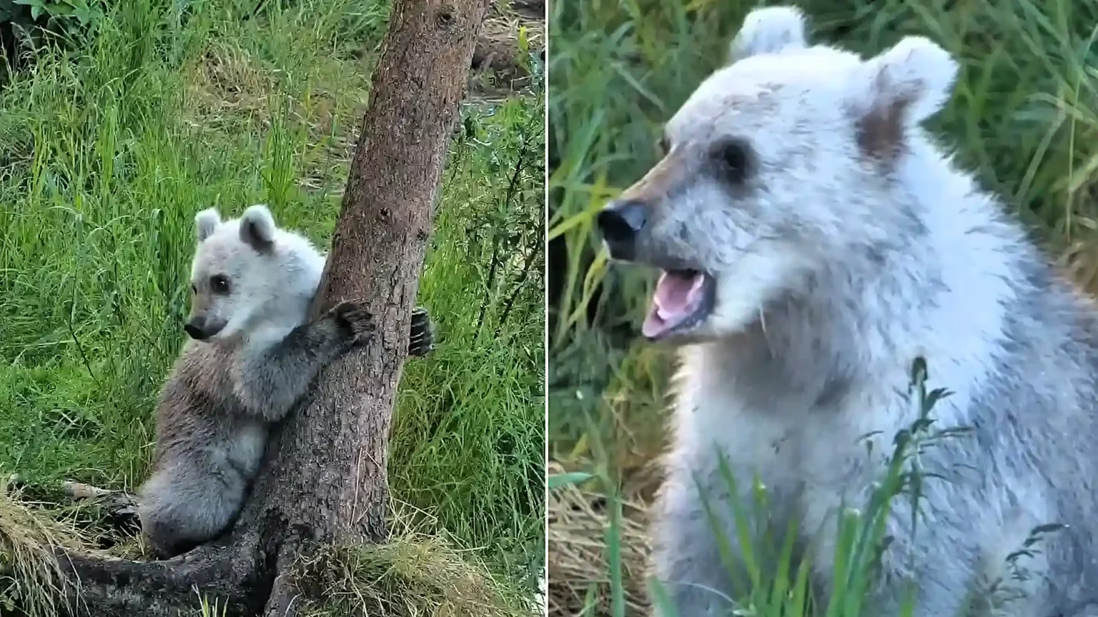 A rare silver-furred bear cub has become the surprise star of a wildlife livestream, with its striking pale coat leaving viewers wondering if it's a 'pizzly'.
