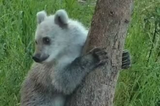 A rare silver-furred bear cub has become the surprise star of a wildlife livestream, with its striking pale coat leaving viewers wondering if it's a 'pizzly'.