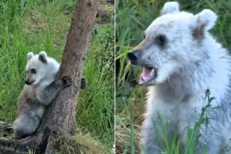 A rare silver-furred bear cub has become the surprise star of a wildlife livestream, with its striking pale coat leaving viewers wondering if it's a 'pizzly'.