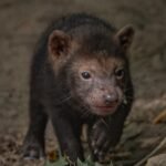 Five rare pups with webbed feet have made their public debut - after keepers first realised they had been born when they heard bird-like chirping underground.