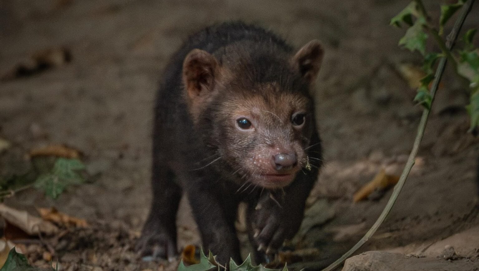 Five rare pups with webbed feet have made their public debut - after keepers first realised they had been born when they heard bird-like chirping underground.