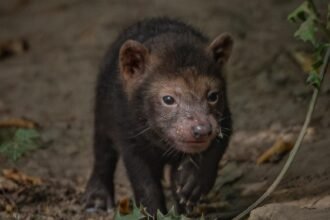 Five rare pups with webbed feet have made their public debut - after keepers first realised they had been born when they heard bird-like chirping underground.