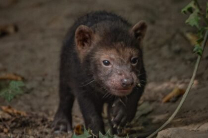 Five rare pups with webbed feet have made their public debut - after keepers first realised they had been born when they heard bird-like chirping underground.